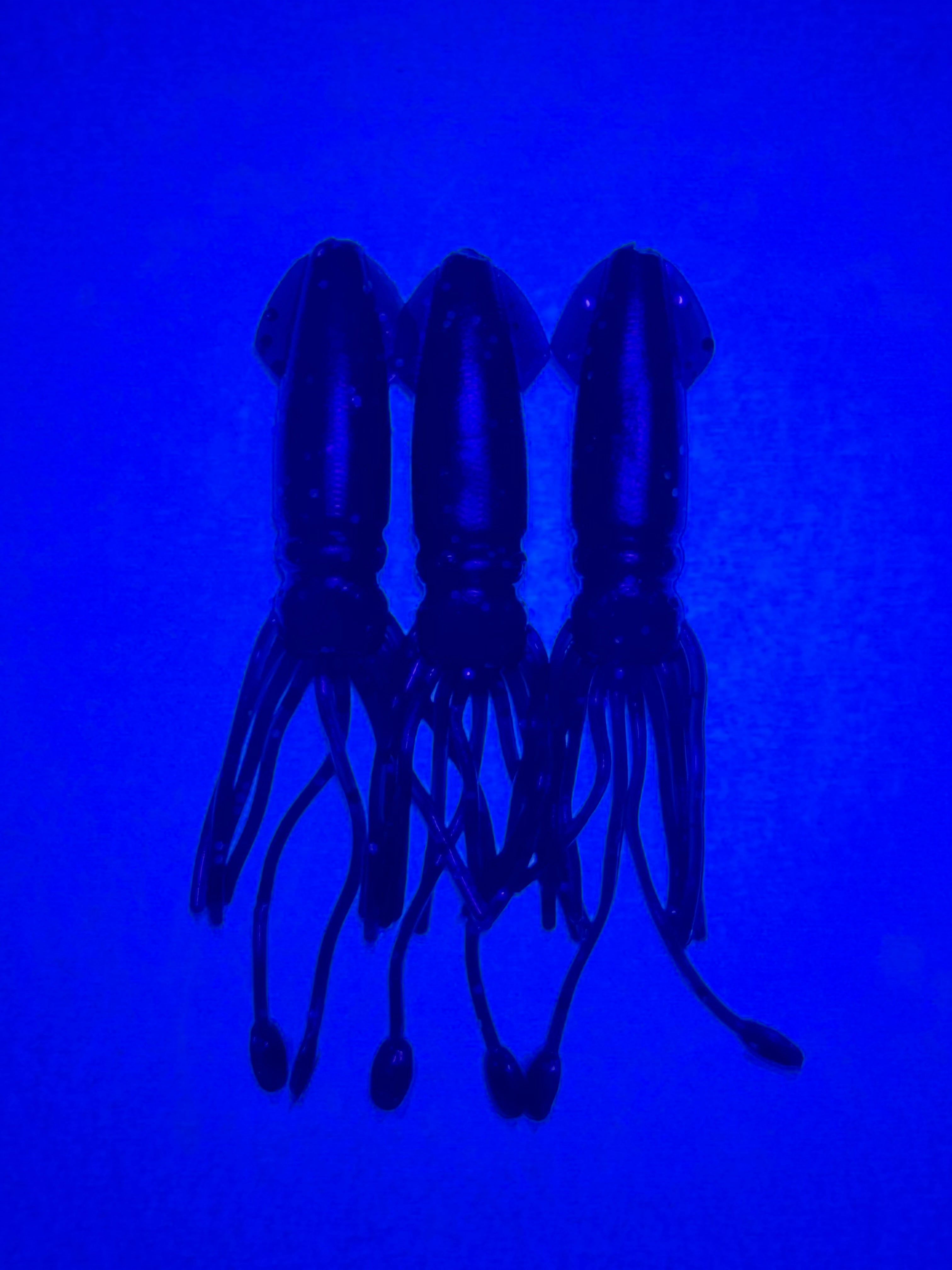 SQUID様 Frozen Squid Mix CAPTAIN'S JACK – Jack & King's
