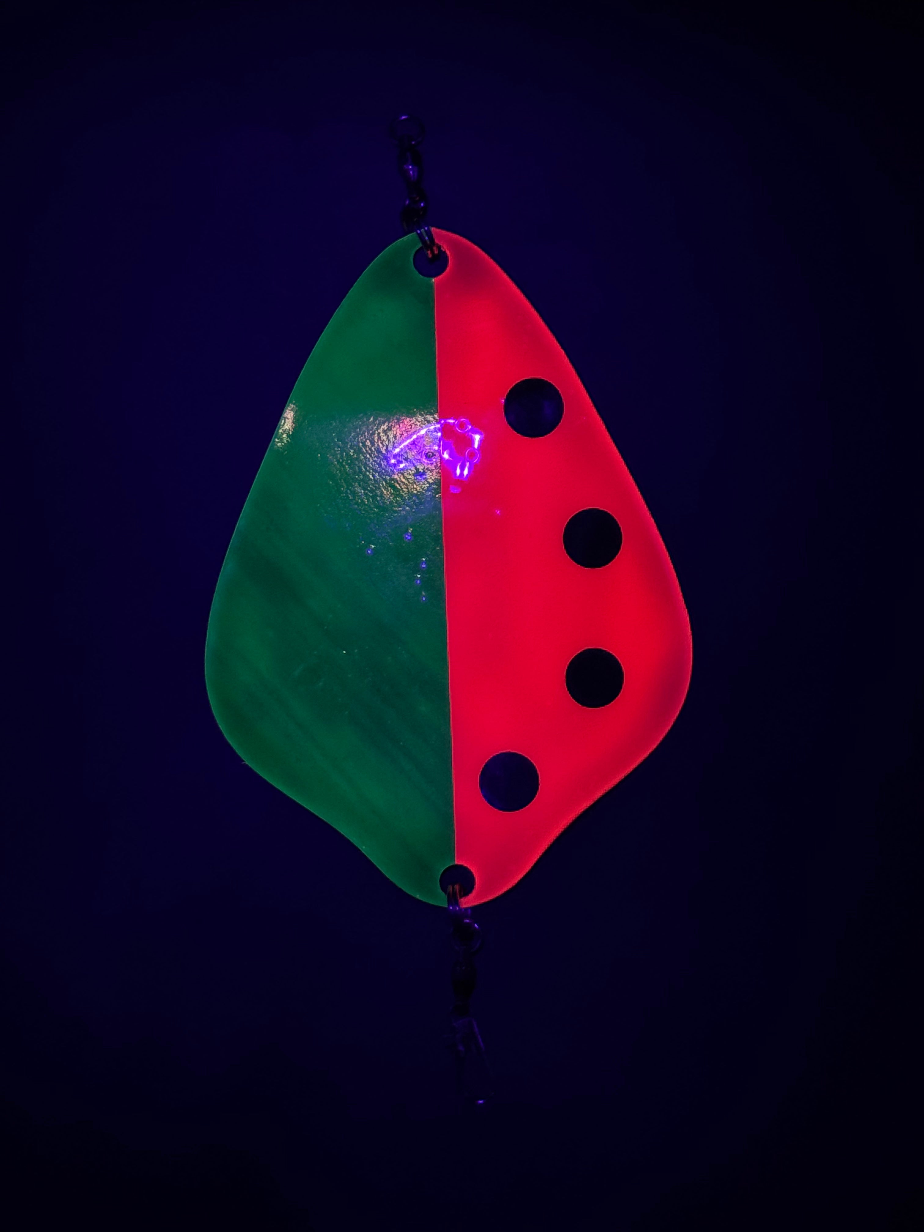 Watermelon Chub